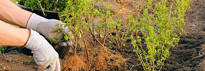Person pflanzt mit Schaufel